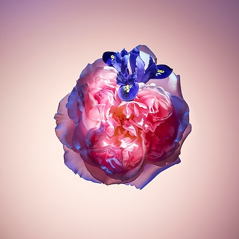 น้ำหอม Rose des Vents in น้ำหอมและความงาม's คอลเลกชัน น้ำหอมสำหรับผู้หญิง collections by Louis Vuitton (การย่อ/ขยายผลิตภัณฑ์)